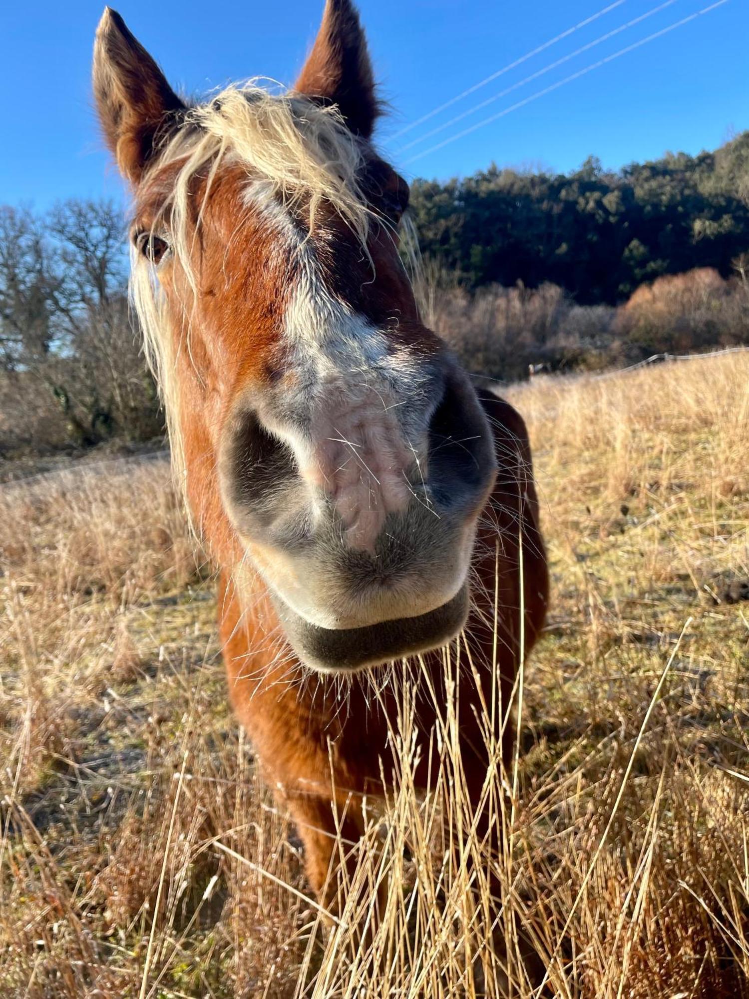 La Frigoule, Un Gite Au Coeur Du Parc Des Cevennes Generargues Ngoại thất bức ảnh